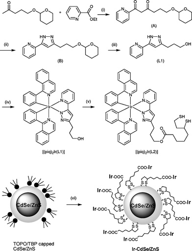 (i) NaOEt; (ii) N2H4; (iii) HCl; (iv) [(piq)2IrCl]2; (v) 1. thiotic acid, DCC/DMAP, r.t., 72 h; 2. NaBH4, MeOH, r.t., 4 h; (vi) [(piq)2Ir(L2)], Me4N(OH), pH = 11, MeOH, reflux, 24 h.