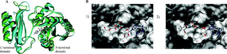 A) Overlay of M. tuberculosis pantothenate synthetase from the crystal structure (2.0 Å, PDB code: 1n2h, shown in blue) with the modelled closed conformation of E. coli pantothenate synthetase (shown in green). The bound pantoyl adenylate 2 is also shown. The diagram was generated using Weblab Viewer Pro (Molecular Simulations Inc) and Povray (http://www.povray.org/). B) GOLD docking results of the ligands in the active site of the closed model of E. coli pantothenate synthetase (1) pantoyl adenylate 2, (2) inhibitor (2R)-12. These representations were produced using the UCSF Chimera package from the Resource for Biocomputing, Visualization, and Informatics at the University of California, San Francisco (supported by NIH P41 RR-01081).28