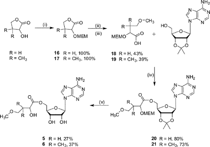 Reagents and conditions: (i) NaH, 15-crown-5, MEMCl, 0 °C, warm to 22 °C, 15 h (ii) H2O–MeOH, KOH, 80 °C, 4 h; (iii) NaH, 15-crown-5, MeI, 0 °C, warm to 22 °C, 15 h; (iv) DEAD, PPh3, THF, 16 h; (v) TFA–H2O, 3 h.