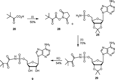 Reagents and conditions: (i) hydroxysuccinimide, DME, DCC, 0 °C, 15 h; (ii) DBU, DCM, 16 h; (iii) TFA–H2O, 3 h.