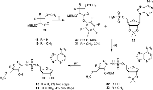 Reagents and conditions: (i) EDC, DMAP, CH2Cl2, HOC6F5, 15 h; (ii) DBU, DMF, 16 h; (iii) TFA–H2O, 3 h.