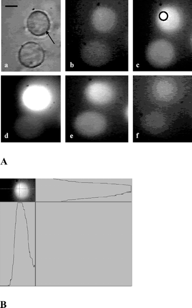 Digitized time-lapse images of DCDHF labeled HeLa cell optically trapped by pulsed Nd: YAG laser beam. Panel A: Bright field image. (a) The trapped cell is marked by arrow. Fluorescence image of cell without laser exposure (b), fluorescence images after exposure of 3 min (c), 12 min (d), 24 min (e) and 30 min (f). The circle in image (c) shows site of origin of ROS generation. A line scan of fluorescence intensity from the cell, along horizontal and vertical directions passing through the point of irradiation (shown, marked by a circle, in image 2c), is shown in panel B. All images are recorded at the same magnification. Scale bar: 10 µm.