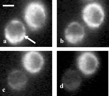 Digitized time-lapse fluorescence images of rhodamine 123 stained HeLa cell exposed to pulsed trapping beam. The trapped cell is marked by an arrow. Fluorescence images of cell without laser exposure (a), after exposure of 3 min (b), 9 min (c) and 12 min (d). All images are recorded at the same magnification. Scale bar: 10 µm.