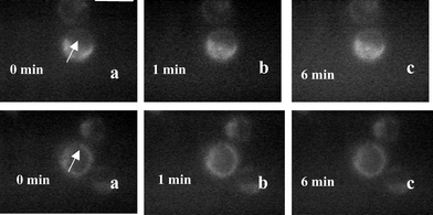 Digitized time-lapse fluorescence images of rhodamine 123 stained HeLa cell exposed to pulsed trapping beam in the presence of manitol. The trapped cell is marked by an arrow. First row: fluorescence images of cells when the laser was focused on the cytoplasm: without laser exposure (a), after exposure of 1 min (b), 6 min (c). Second row: laser focused over the nucleus: without laser (a), after exposure of 1 min (b) and 6 min (c). All images are recorded at the same magnification. Scale bar: 20 µm.