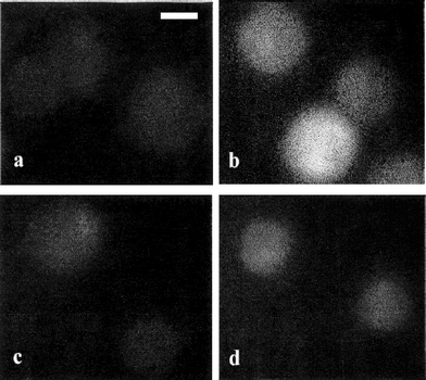 Digitized fluorescence images of HeLa and CHO cells kept at different ambient temperatures. DCDHF fluorescence in HeLa cells at room temperature (a) and at a temperature of 45 °C (b); CHO cells at room temperature (c) and at a temperature of 45 °C (d). All images are recorded at the same magnification. Scale bar: 10 µm.