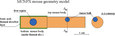 Geometrical model of the irradiated mouse used in Monte Carlo absorbed dose calculations.