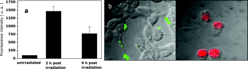 (a) Caspase-3 activity measured for control and photosensitised (15 min irradiation, 50 mW cm−2) B16F1 melanotic melanoma cells; measurements were made 2 h and 6 h after the end of the irradiation. (b) Annexin-V fluorescence assay for photosensitised cells: the images show the green fluorescence typical of annexin taken immediately after the end of irradiation, as well as the red fluorescence typical of propidium iodide taken 15 min after the end of irradiation.