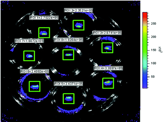 Photograph of bioluminescent S. aureus-coated K-wires following 3 days in TSBG at 37 °C. The bioluminescence intensity closely correlated to the total CFU wire−1. Upon progression into stationary growth phase, however, bioluminescence decreased and was no longer linear with the number of CFU.