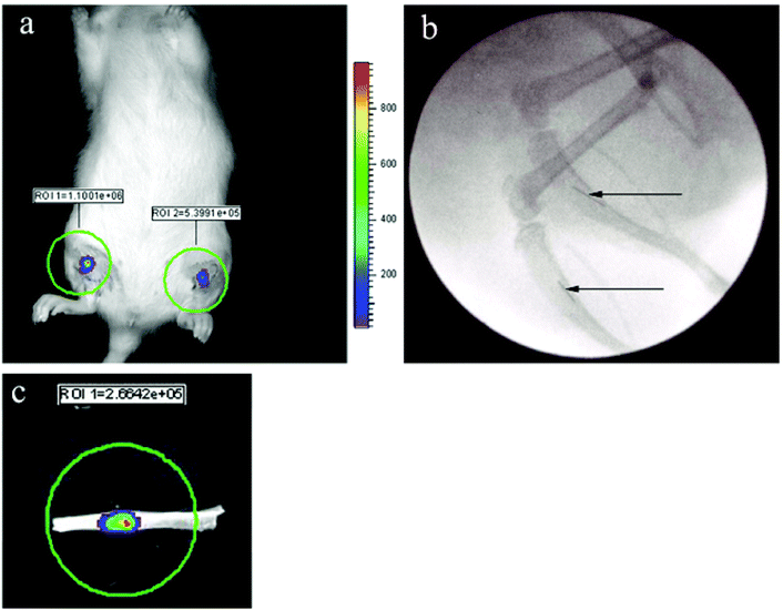 (a) IVIS image of bioluminescent S. aureus biofilms 24 h post implantation into the right and left tibia of a rat. (b) Fluoroscopy confirmed the precise location of the same biofilm-coated wires within the tibia (see arrows). (c) An excised tibia clearly demonstrates the presence of viable bacterial infection confined to the wire.