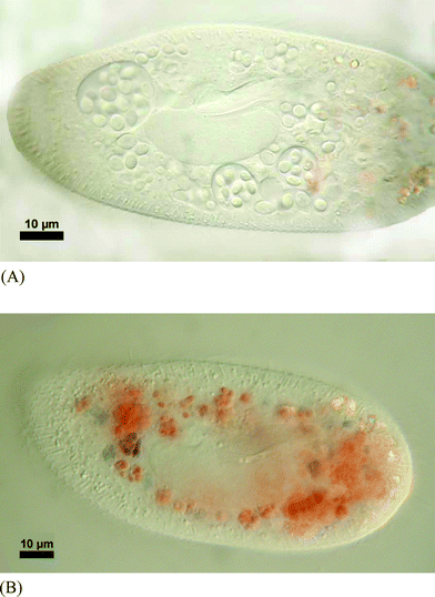 (A). Micrograph showing the ingestion of Rhodotorula minuta inside the food vacuoles of Paramecium bursaria. (B). Paramecium bursaria with ingested Rhodotorula minuta showing the start of digestion. The blue colour indicates a pH < 3.