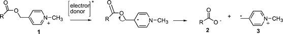 C–O Bond fragmentation in NAP esters triggered by one electron reduction.