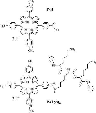 Chemical structures of P-H and P-(Lys)n.