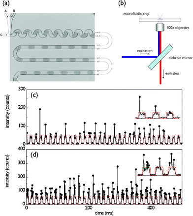 (a) Optical image of the PDMS device for producing uniformly sized and spaced aqueous droplets. The 50 µm square fluidic channel network consists of 3 inlets and one outlet. Two of the inlets (A, B) are used to deliver aqueous solutions and the third (C) delivers the water immiscible oil phase. The volumetric flows are controlled using precision syringe pumps. (b) Schematic of the laser induced fluorescence optical setup. (c,d) Optical readout of 0.5 s traces recorded, along with insets, under low (cell suspension: 0.3 µl min−1, LB: 2.7 µl min−1) and high (cell suspension: 2.1 µl min−1, LB: 0.9 µl min−1) cell loading conditions. Each arch-shaped signal corresponds to the weakly fluorescent LB medium that forms the aqueous droplet. Droplets containing cells are distinguished by a vertical spike arising from the expressed fluorescent protein.