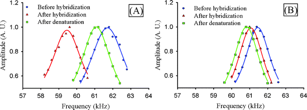 (A) Frequency response of cantilever with chitosan and complementary probe DNA after hybridization and denaturation (measured in air). Points are raw data and curves are fitted Lorentzian functions. Hybridization reduces the resonant frequency by 2.5 kHz, and denaturation reverses the shift. (B) Frequency response of cantilever with chitosan and noncomplementary probe DNA after hybridization and denaturation (measured in air). Frequency shifts are <500 Hz and are caused by humidity variation between measurements.