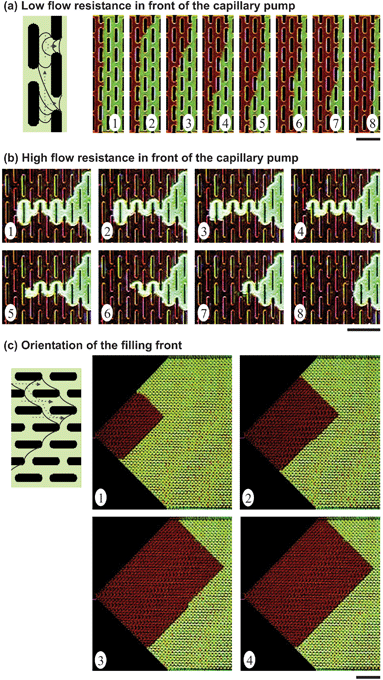 Time series of optical micrographs showing the typical filling fronts of coloured water in various types of capillary pumps. Liquid flows from left to right. (a) Flat filling front in a capillary pump that is preceded by a low-flow resistor and corresponding scheme showing how the water menisci (plain lines) progress from structure to structure (dashed arrows). (b) Capillary pump preceded by a high-flow resistor that has a meandering filling front. Such a capillary pump is designed to minimize the risk of entrapping air. (c) Example of a capillary pump designed to control the shape and orientation of the filling fronts in the capillary pump. The scale bars are 500 µm. The videos of these results are available as ESI.