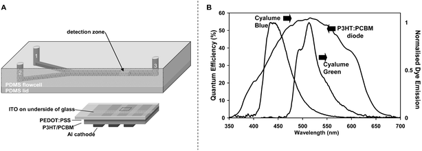 (A) Microchip layout with inlets for premixed CPPO, dye, catalyst (1) and hydrogen peroxide (2), mixing channel and outlet (3). The inlets are 400 µm-wide, 800 µm-deep and 1 cm-long, while the mixing channel is 800 µm-wide, 800 µm-deep and 5.2 cm-long. The active area of the photodiode used for CL detection is 1 mm × 1 mm. The photodiode is located at a position 1 cm downstream from the point-of-confluence of the two inlet streams. (B) The quantum efficiency action spectrum for an ITO/PEDOT:PSS/P3HT:PCBM/Al photodiode and the normalised emission spectra for the two CL dyes used in this work: 9,10-diphenylanthracene (Cyalume blue) and 9,10-bis(phenylethynyl)anthracene (Cyalume green). The emission spectra of both dyes overlap the spectral response of the photodiode.