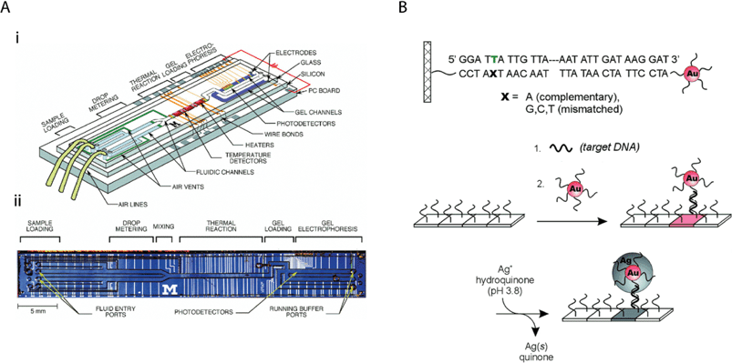 LOC methods for detecting nucleic acids that can be adapted for use in developing countries. (A) Integrated nanolitre DNA analysis device. (i) Schematic representation with two liquid samples and electrophoresis gel present. (ii) Optical micrograph of device. Reprinted with permission from ref. 90. Copyright 1998 AAAS. (B) Schematic representation of oligonucleotide-conjugated nanoparticles for probing DNA sequence arrays. Reprinted with permission from ref. 50. Copyright 2000 AAAS.