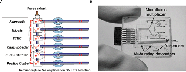 Integrated LOC devices with potential for use in developing countries. (A) Schematic representation of LOC for detecting enteric diseases. Reprinted from ref. 60 with permission from the International Society for Optical Engineering. (B) Picture of a plastic LOC device for point-of-care clinical diagnostics. Reprinted from ref. 139 with permission from the Proceedings of the IEEE.