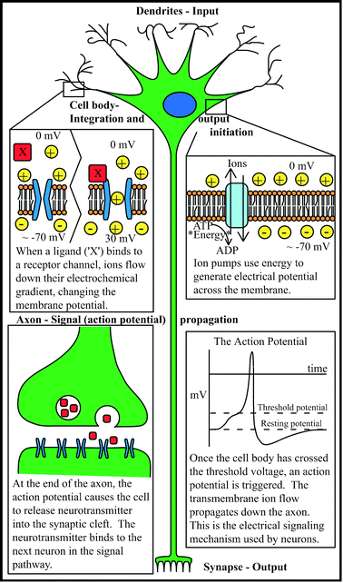 The inner workings of a neuron.