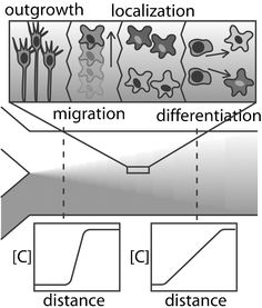 
          Chemical diffusion can elicit different neural behaviour depending on the type of chemical and relative spatial concentration gradient.