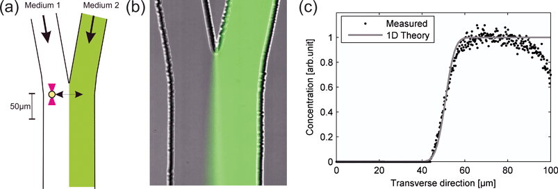 (a) A schematic drawing of the microfluidic system showing how a trapped cell can be reversibly moved between two different media. (b) A microscope image, showing the microfluidic system when fluorescein has been added to the medium in the right channel. (c) Measurement of the fluorescein concentration profile together with a theoretical expression 10 µm downstream from the point where the two flows meet.