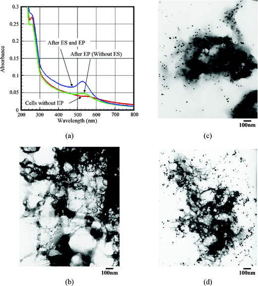 Comparison of the delivery efficiency of Au-DNA(T21) conjugates in a BCC cell line with/without performing the ES process of EP. The images of (a) the UV-Vis spectrum, (b) the TEM photo of the smashed BCC cells, (c) the TEM photo of BCC cells under the conditions of the EP process (without the ES process), and (d) the TEM photo of BCC cells under the conditions of the ES and the EP processes. (The black spots in (b), (c) and (d) indicate the Au-DNA(T21) conjugates. The clouds are the pulverized shape of the BCC cells.)