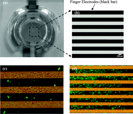 Comparing the pEGFP-N1 plasmid transfection efficiency of basal cell carcinoma cell line (BCC) with/without the ES force in the EP process. (a) An image of the observation area. (b) A magnified view of the observation area. Photos of (c) BCC cells without the ES procedure (after EP), (d) BCC cells with the ES procedure (after EP). Green fluorescence spots mean the successful transfection of pEGFP-N1 plasmids in the cells. The black rectangles are the interdigitated electrodes.