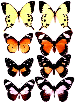 The photograph shows, on the bottom three rows, unpalatable butterfly model species in the family Danaidae (left) and palatable mimetic forms of female Papilio dardanus (right), an African swallowtail species. Top left is the Papilio dardanus male; top right is a non-mimetic, male-like female of the same species. Photograph taken by Bernard D’Abrera © 2000 and reproduced with permission from James Mallet (see www.ucl.ac.uk/taxome/jim).