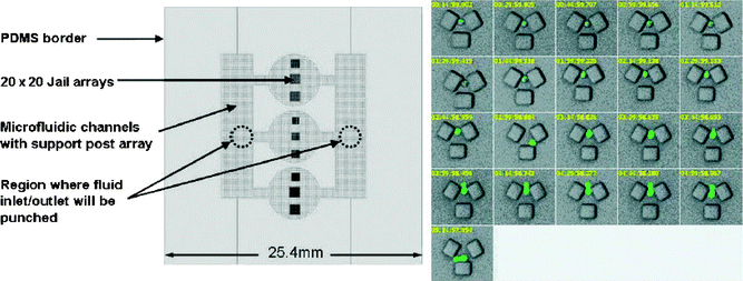 Left: Sketch of the device for single yeast cell analysis. Several arrays of physical traps (’jails’) are fabricated. Right: The series of images (each frame is taken 15 min apart) show a yeast cell that is captured between the three square posts. After a heat shock, expression of a specific gene (HSP104-GFP) is observed, which is visualized by tagging the protein of interest with the green fluorescence protein. This particular yeast cell grew a bud after heat shock had ceased. (Reproduced from ref. 1. Copyright 2006 John Wiley & Sons Limited. Reproduced with permission.)