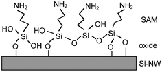 3-Aminopropyltriethoxysilane (APTES) self-assembled monolayer on oxidized Si-surfaces with amine NH2 and hydroxyl OH terminal groups. Reprinted with permission from ref. 20 (Langmuir, 2000, 16, 2651–2657). Copyright 2000 American Chemical Society.