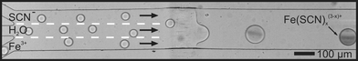 Incorporation of several components into a droplet via a single fusion event. Three different streams of droplets are generated at independent flow focusing devices and combined at the hydrophilic pattern forming droplets containing the three components. After fusion, Fe3+ and SCN− react forming a coloured complex. (Channel 200 µm wide, 25 µm deep. Hydrophilic pattern approximately 100 µm long.)