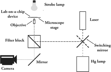 Set-up for creation of cavitation bubbles in a microfluidic system. The microfluidic system is placed on the stage of a microscope, equipped with a 10× objective. Bubbles are created by focusing short pulses of light generated by a green laser (532 nm). Illumination is achieved by using a strobe lamp with a light emitting diode and a camera records the bubble oscillation and motion of cells. For fluorescence measurements, a mercury lamp is used as well as appropriate filter blocks. A mirror is used for switching between the laser and the Hg lamp.