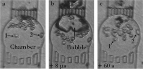 Exposure of HL60 cells to a cavitation bubble in a circular microchamber (diameter 160 µm; height 20 µm). (a) Chamber loaded with cells (19 viable HL60 cells); (b) single cavitation bubble already shrinking and jetting towards the outlet top grid (8 µs after its creation) causing motion of the cells; (c) 60 s after, most of the cells have undergone a net flow and been displaced towards the inlet bottom grid, while only two cells (numbered as 1 & 2) have hardly moved.