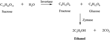 Production of bioethanol via fermentation of hydrolysed sugars from energy crops.