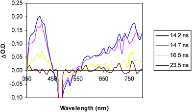 Transient absorption spectrum of D–C–A triad 2 (0.08 mM in MeCN) at room temperature in MeCN (λexc = 460 nm).