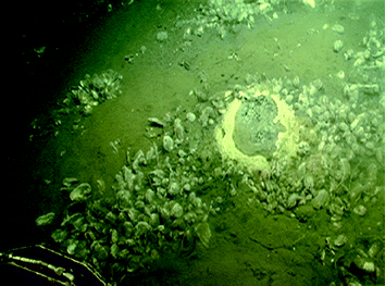 Image of seeps at Extrovert Cliff in Monterey Canyon. Clams indicate seepage areas along a sloped seabed. A conduit for vigorous fluid flow is visible in the right portion of the photo ringed with a bacterial mat.