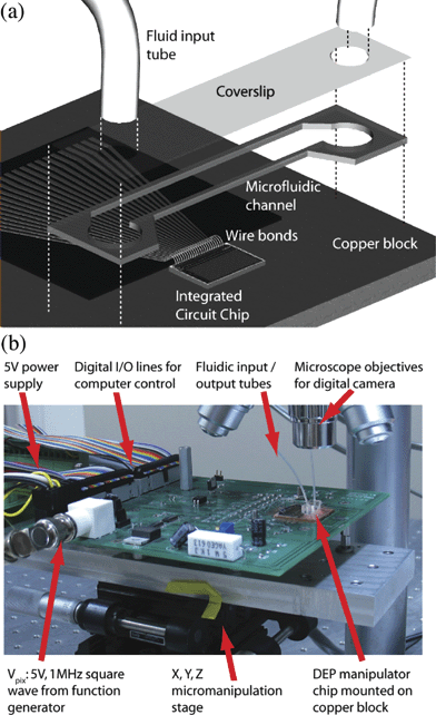 (a) IC/microfluidic chip packaging scheme. The IC is mounted on a copper block and wirebonded to electrical leads. A hot-melt microfluidic channel is bonded to the IC and copper block, and a drilled coverslip sealed on top. Fluid enters through the holes in the coverslip. (b) IC/microfluidic DEP chip experimental setup.