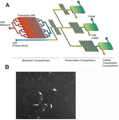 
            Transduction of target cells in the microdevice and future prospects. (A) Design of an integrated production and analysis system for optimization of viral production and transduction processes, and (B) fluorescence image of 3T3 fibroblasts in a microchannel infected by viruses flowing in the perfusion medium.