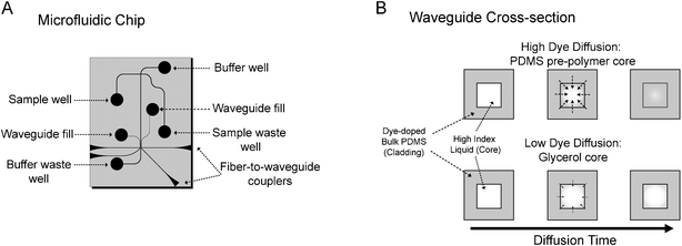 (A) A schematic of the dye-doped PDMS microfluidic device. (B) A cross-sectional view of the two types of dye-doped waveguides. Waveguides filled with PDMS pre-polymer experience higher dye diffusion into the core since toluene and the dye are soluble in the pre-polymer, resulting in a stronger optical filter effect. Since toluene and the dye are relatively insoluble in glycerol, glycerol filled waveguides experience less dye diffusion and weaker optical filter effects.