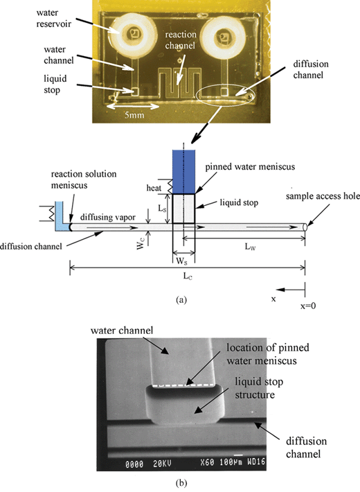 (a) Picture of the device with vapor replenishment. Lw is the distance from the sample access hole to the centerline of the liquid stop; Lc is the distance from the sample access hole to the reaction solution meniscus; Wc is the width of the diffusion channel; Ls and Ws are the length and width of the liquid stop, respectively. (b) A SEM image of the liquid stop structure.