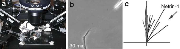 
            Micropipette gradient generation. (a) Electrophysiology micropipettes loaded with soluble signaling molecules are mounted in micromanipulators arranged around the cell culture dish (courtesy of Dr Donglin Bai, University of Western Ontario, London, Ontario). (b) The micropipette is brought within a defined distance to the cell and the biomolecule is pneumatically ejected from the pipette generating a gradient. Here, a Xenopus spinal neuron is turning in response to a netrin-1 gradient (adapted with permission from Macmillan Publishers Ltd: ref. 41, copyright 2002). (c) The response of the neuron can be quantified by tracing the resulting growth trajectories (adapted with permission from Macmillan Publishers Ltd: ref. 41, copyright 2002).