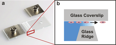 Zigmond Chamber. (a) The device consists of two etched channels separated by a glass ridge. The metal tines are used to clamp an inverted glass coverslip seeded with cells to the device (used with permission from Neuroprobe, Inc., Gaithersburg, MD). (b) A cross section schematic of the device shows cells on the inverted coverslip migrating in response to the gradient established between the coverslip and the glass ridge.