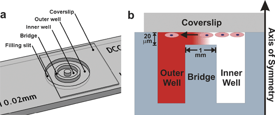 
            Dunn Chamber. The Dunn Chamber is similar to the Zigmond Chamber but much less susceptible to evaporation. (a) The device consists of two wells arranged as concentric rings, and separated by a glass bridge (image courtesy of Hawksley Medical and Laboratory Equipment, Lancing, Sussex, UK). (b) A gradient forms in the 20 µm gap between the cell-seeded inverted coverslip and the glass bridge. Cell responses can be directly visualized in the bridge region.