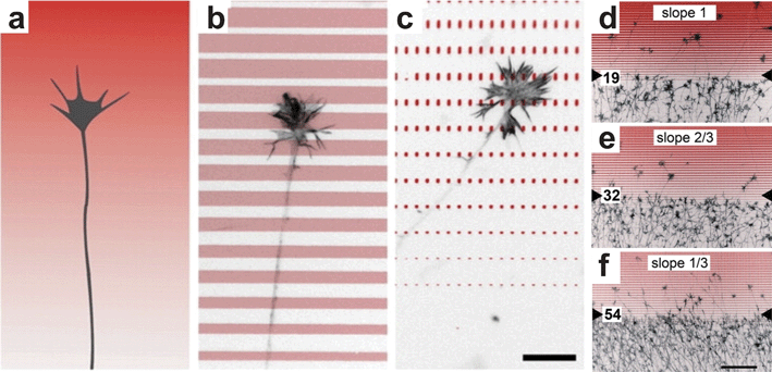 
            Micropatterned gradients. (a) Schematic of a growth cone navigating a continuous gradient. (b–c) By controlling the spacing and size of printed ephrin A5 (antibody-stained ephrin shown in red) a continuous gradient can be approximated at the cellular level. (d–f) Temporal retinal axons were repelled by the micropatterned gradient in a manner dependent upon the slope (i.e. increasing width) of the ephrin patterns (reproduced from ref. 105 with permission of the Company of Biologists).