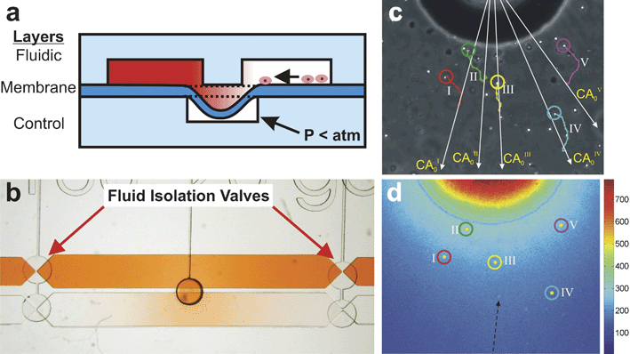 
            Microvalve 
            Chemotaxis
             Device (µVCD). (a) Cross-section schematic of the three-layer device. Cells and gradient fluids reside in the two microchannels in the fluidic layer. The microchannels are kept isolated from each other by a thin membrane sealed to the wall separating the microchannels. When vacuum is pulled in the bottom control layer microchannel, the membrane deflects downwards, fluidically connecting the two microchannels. (b) Top-view image of the device shows a gradient of red dye forming in the presumptive cell culture microchannel upon valve opening. Both microchannels are isolated from convective fluid flow contributions from the inlets by the fluid isolation valves at each end of the microchannels. (c) Phase-contrast micrograph of human neutrophils migrating in response to a gradient of CXCL-8. Colored traces indicate the trajectories of 5 cells (adapted from ref. 106, reproduced by permission of The Royal Society of Chemistry). (d) Temperature false-colored image corresponding to (c) showing concentration of FITC-dextran along with positions of the 5 cells shown in (c) (adapted from ref. 106, reproduced by permission of The Royal Society of Chemistry).