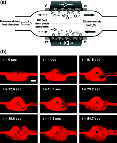 Microfluidic mixing in the channel with two oppositely oriented embedded diodes. (a) Schematic of the generation of the localized electroosmotic flow in the diode mixer. Two oppositely directed ionic fluxes on the diode surfaces create crossover flows leading to mixing inside the chamber. The diodes and channel geometry are not to scale. (b) Typical confocal micrographs of the microfluidic flows in the diode mixer, after an AC external field was applied through the channel at t = 0 s. See also Movie 4 in the ESI. The AC external field applied was 133 V cm–1 and 1 kHz. The scale bar in (b) is equal to 500 µm.