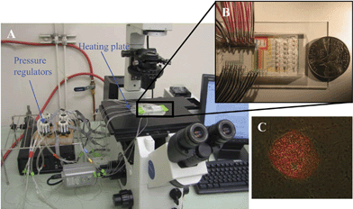 The setting of the microfluidic device for single hESC mRNA extraction. A. The system includes a microscope, a computer to control air pressure with pressure regulators, and a heating stage to heat the microfluidic chip to desire temperatures. B. A typical microfluidic chip. C. Merged image of immunofluorescent stained (Oct-3/4) and light microscope images from a pluripotent hESC colony. The hESC colony was labeled with mouse α human Oct-3/4 IgG and PE-conjugated rabbit anti-mouse IgG antibodies. Only cells in the center of the hESC colony expressed Oct-3/4. The intensity of the labeling indicates the Oct-3/4 positive cells expressed Oct-3/4 at different levels. The spontaneously differentiated cells around the colony do not express Oct-3/4.