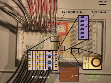 Single-cell mRNA extraction microfluidic device filled with food dye for illustration. All flow channels are filled with yellow food dye, multiplexer control channels are filled with red dye, collection and waste channels are in blue. The inserts show enlargements of four important areas of the chip. After loading cell suspension from the cell input inlet, single-cells are captured in cell lysis module (Insert 1) within the flow channels (blue). The pump valves are green. The separation valve is black. The lysis buffer is yellow. A captured single hESC is labeled with a fluorescent dye (green) and shown in Insert 2. Cell lysis is performed by opening the portion valve and pumping to mix lysis buffer (yellow) with the captured cell. The resulting cell lysate is pushed through oligo-dT bead columns for mRNA capture. Oligo-dT beads are stacked into columns by closing the sieve valve while loading bead suspension. Insert 3 shows six stacked oligo-dT bead columns next to the sieve valve. After washing beads with buffers, RT reaction master mix is flown through the bead columns to synthesize cDNA from the captured mRNA at 40 °C. After RT reaction, beads with attached cDNA are pushed to collection wells (Insert 4) by opening the sieve valve. The beads are recovered by cutting the wells off the chips and centrifuging a flipped-well in a microcentrifuge tube.