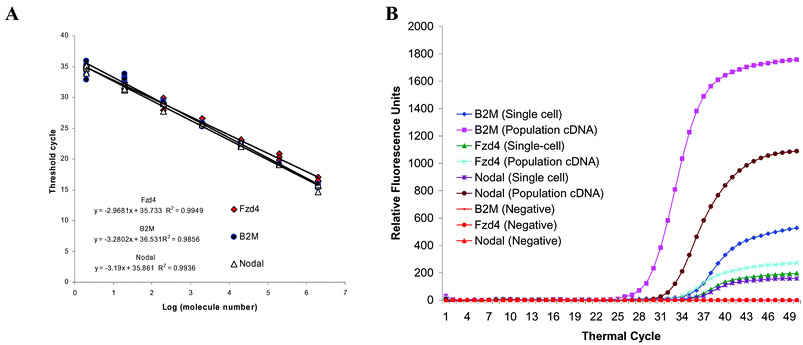 Measuring the absolute molecule number of the three genes in a single hESC with multiplex quantitative PCR. A. Standard curves are generated with known amounts of plasmid DNA containing the full sequence of the genes. The curves cover from 2 to 2 × 106 copies of the respective genes. With our primer design, all the curves overlap each other, and indicate similar PCR efficiency. B. The multiplex quantitative PCR amplification curves obtained from cDNA of hESC colonies are plotted with curves obtained from cDNA of a representative hESC. Because the standard curves of the three genes are very similar, these amplification curves show that the expression ratio of B2M and Nodal is similar in population cDNA and this single-cell cDNA. However, the expression of Fzd4 and Nodal is very similar in this particular single hESC, but very different in the hESC population. Unlike this single hESC, some single hESC do not express all three genes. This result suggests the heterogeneity of hESC and underscores the importance of single-cell analysis.