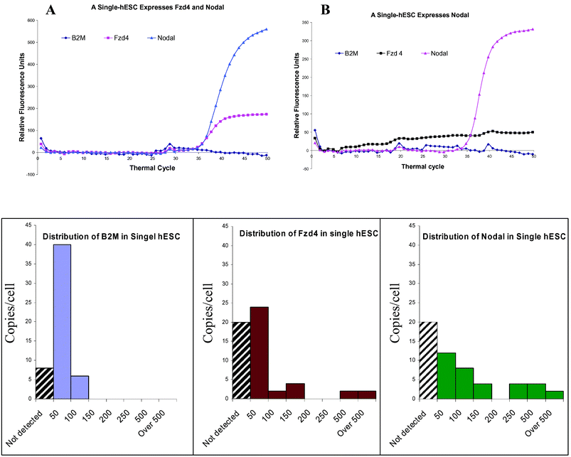 Expression of B2M, Nodal and Fzd4 in single hESCs. A. A single-hESC expresses both Nodal and Fzd4, but does not express B2M in a detectable level. B. A single hESC expresses only Nodal. The mRNAs of B2M and Fzd4 are undetectable. C, D and E shows the distribution of B2M, Fzd4 and Nodal in single hESCs. Among the 54 interrogated single hESCs, 14.8%, 37% and 37% of cells (indicated by black strait pattern) do not express detectable levels (less than 4 copies) of B2M, Fzd4 and Nodal respectively. The distribution pattern of expressions is narrower for B2M compared to the other 2 genes. The discontinuous distribution of Nodal and Fzd4 suggest a high heterogeneity of the 54 cells.